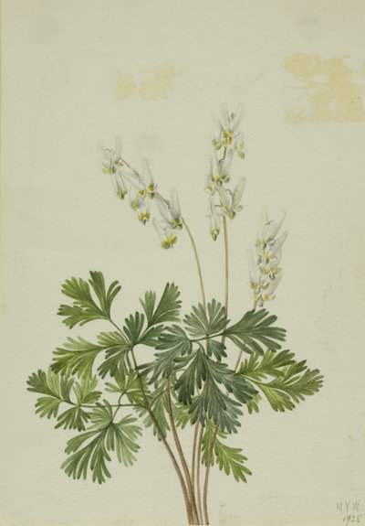 Bikukulla cucullaria (Bikukulla cucullaria) de Mary Vaux Walcott