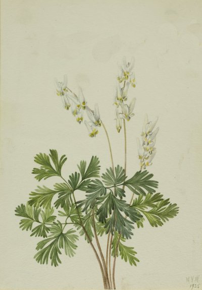 Calzones de holandés Bikukulla cucullaria, 1925 de Mary Vaux Walcott