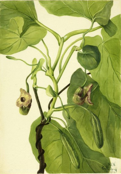 Pipa del Holandés de Mary Vaux Walcott