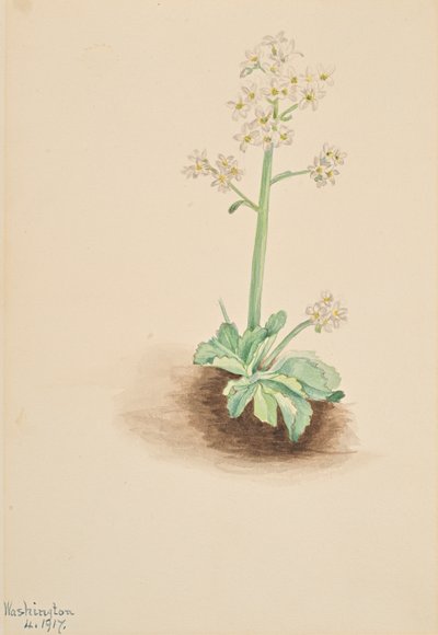 Saxifraga temprana Saxifraga virginiensis, 1917 de Mary Vaux Walcott