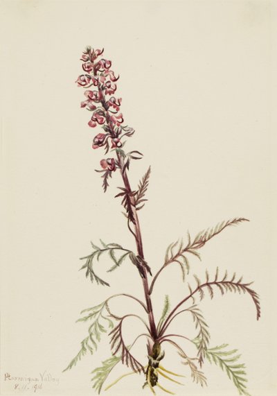 Cabeza de elefante (Pedicularis groenlandica) de Mary Vaux Walcott