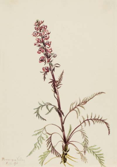 Pedicularis groenlandica, 1916 de Mary Vaux Walcott