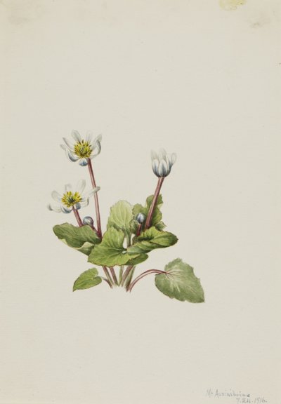 Alce (Caltha leptosepala) de Mary Vaux Walcott
