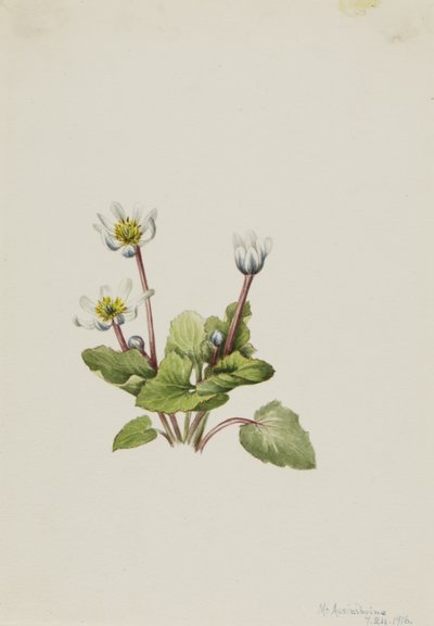 Elkslip Caltha leptosepala de Mary Vaux Walcott