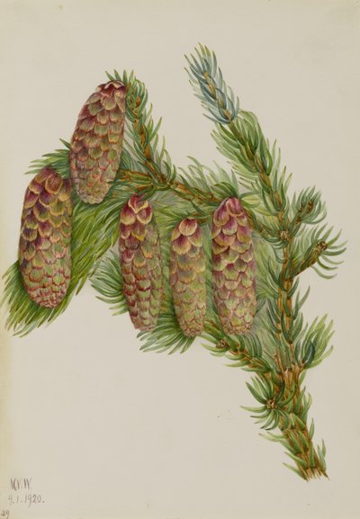 Picea de Engelmann (Picea engelmanni) de Mary Vaux Walcott