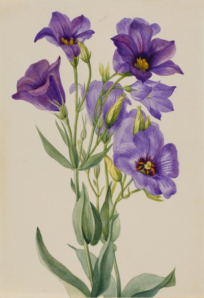 Eustoma russelianum de Mary Vaux Walcott