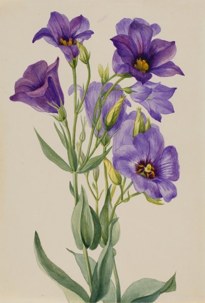 Eustoma russelianum, ca. principios de 1930 de Mary Vaux Walcott