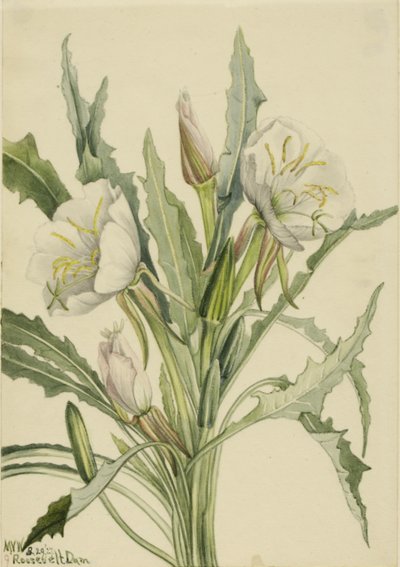 Onagra (Pachyoplus hirsutus) de Mary Vaux Walcott