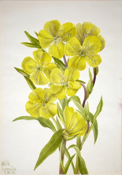 Oenothera, 1933 de Mary Vaux Walcott