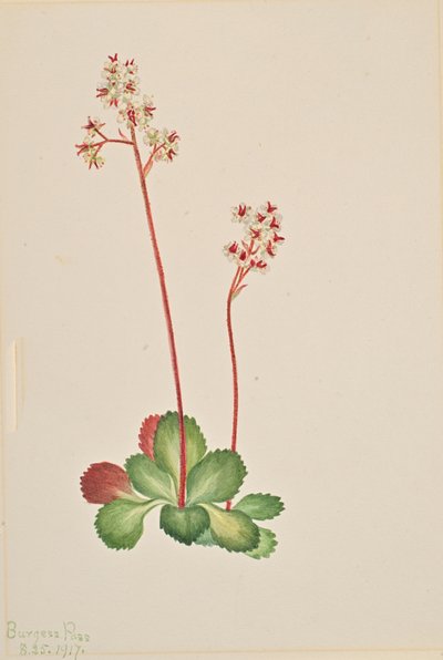Saxifraga perenne Leptarrhena pyrolifolia, 1917 de Mary Vaux Walcott