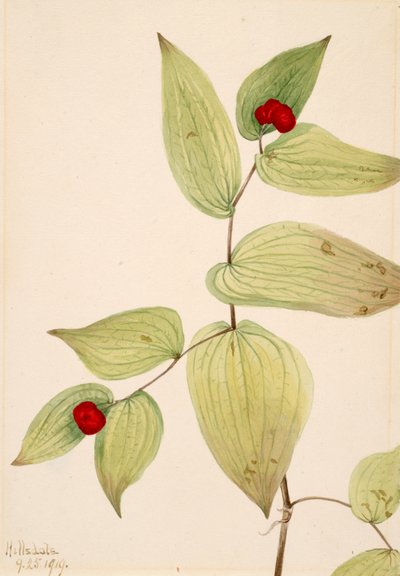 Campanillas de hadas Disporum trachycarpum, 1919 de Mary Vaux Walcott