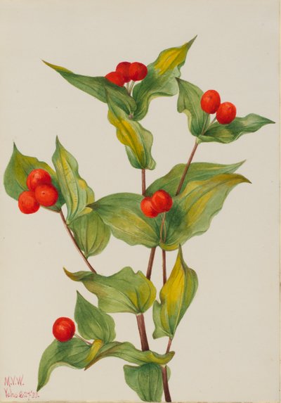 Campanillas (Disporum hookeri) de Mary Vaux Walcott