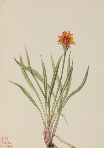 Falsa diente de león Agoseris aurantiaca, 1921 de Mary Vaux Walcott