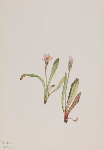 Falsa Diente de León Agoseris carnea de Mary Vaux Walcott