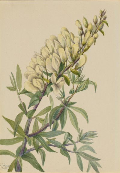 Falso añil (Baptista bructeata) de Mary Vaux Walcott