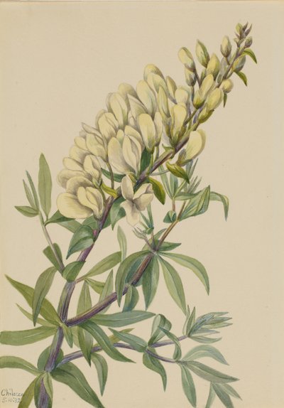Baptista bructeata, 1932 de Mary Vaux Walcott