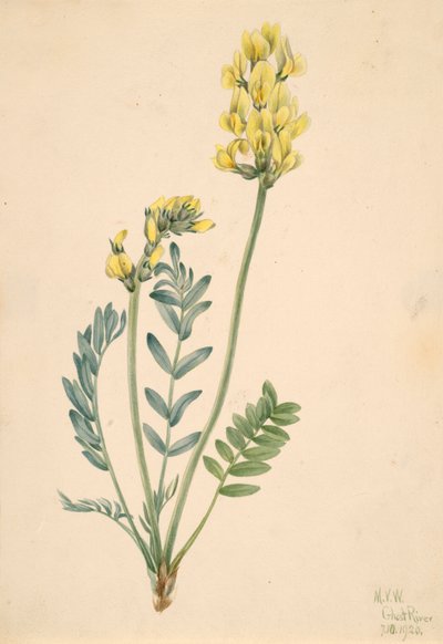 Falsa locoweed Oxytropia gracilis, 1920. de Mary Vaux Walcott