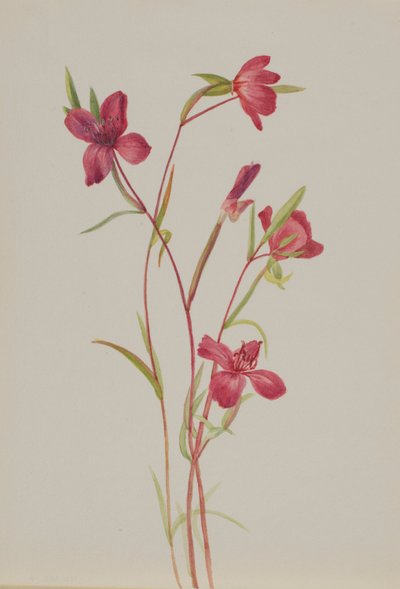 Adiós a la primavera (Godetia amoena lilja) de Mary Vaux Walcott