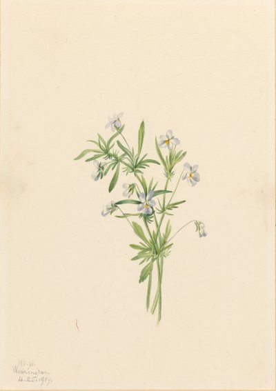 Violeta de campo (Viola rafinesquii) de Mary Vaux Walcott