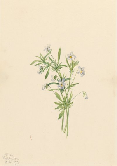 Violeta de campo Viola rafinesquii, 1919 de Mary Vaux Walcott