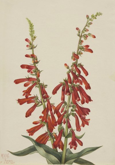 Pentstemon de fuego (Pentstemon eatonii) de Mary Vaux Walcott