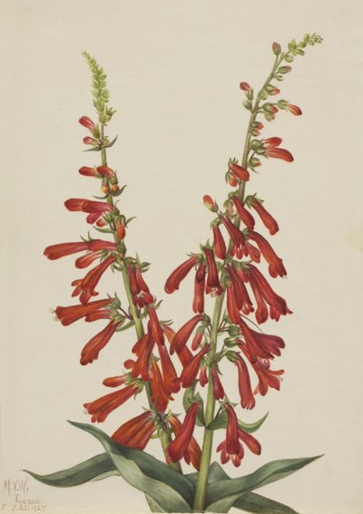 Pentstemon de fuego, 1927 de Mary Vaux Walcott
