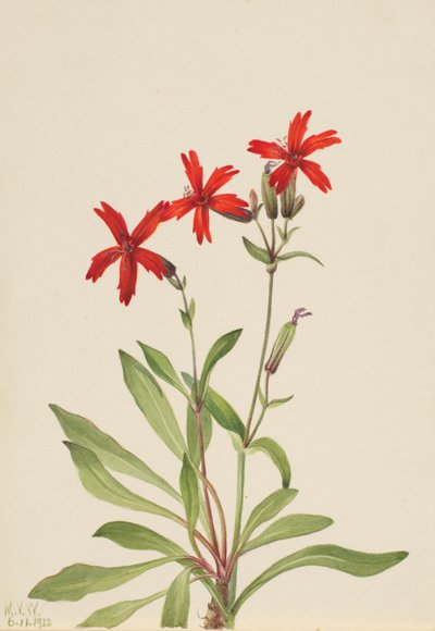 Rosa de fuego (Silene virginica) de Mary Vaux Walcott