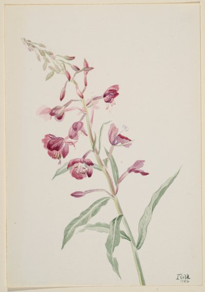 Hierba de fuego (Epilobium angustifolium) de Mary Vaux Walcott