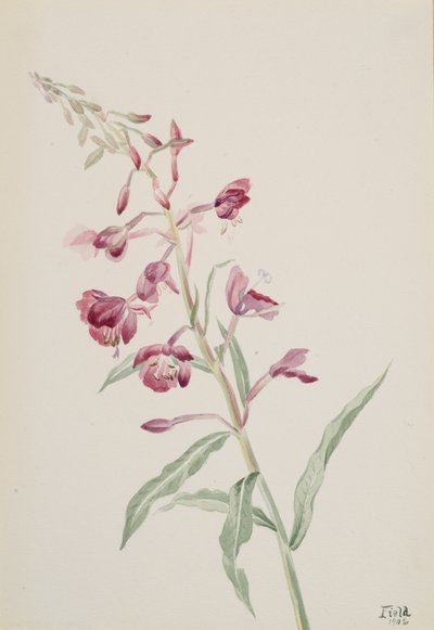 Epilobio angustifolio de Mary Vaux Walcott