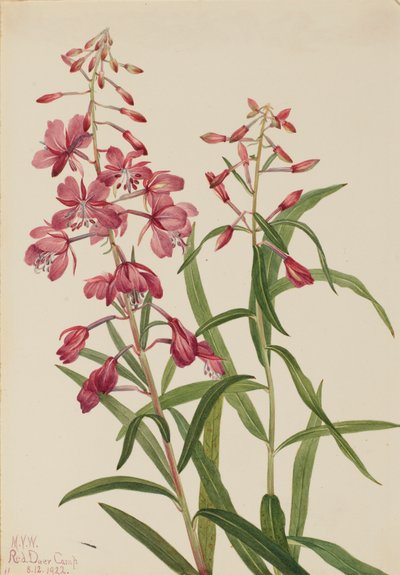 Epilobio angustifolio, 1922 de Mary Vaux Walcott