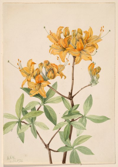 Azalea de llama (Azalea lutea) de Mary Vaux Walcott