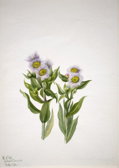 Fleabane (Erigeron macranthus) de Mary Vaux Walcott