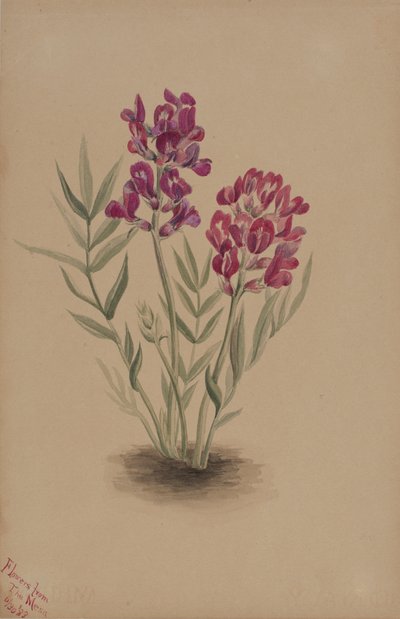 Flores de la Mesa, 1883 de Mary Vaux Walcott