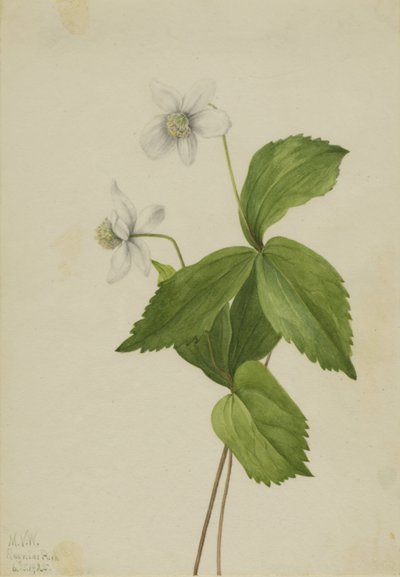 Anémona del bosque (Anemone deltoidea) de Mary Vaux Walcott
