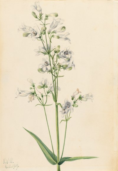 Dedalera Pentstemon Pentstemon digitalis, 1919 de Mary Vaux Walcott