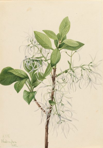 Árbol de flecos Chionanthus virginica, 1922 de Mary Vaux Walcott
