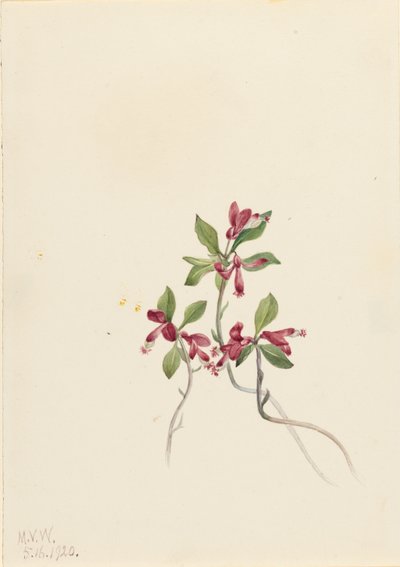 Polygala paucifolia (Polygala paucifolia) de Mary Vaux Walcott