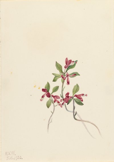 Polígala Fringed Polygala paucifolia de Mary Vaux Walcott