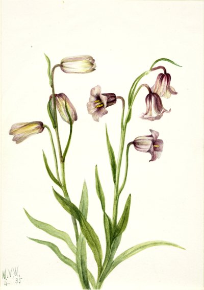Fritillaria biflora de Mary Vaux Walcott
