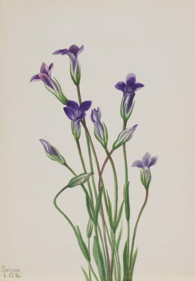 Genciana Gentiana holopetala, 1936 de Mary Vaux Walcott