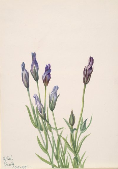 Genciana Gentiana macounii, 1935 de Mary Vaux Walcott