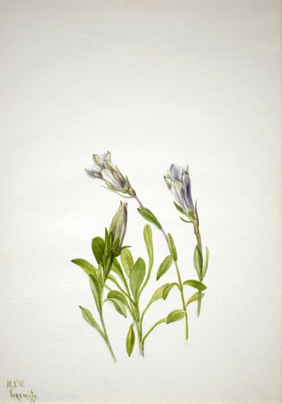 Genciana Gentiana newberri de Mary Vaux Walcott