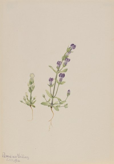 Gentiana propingua de Mary Vaux Walcott