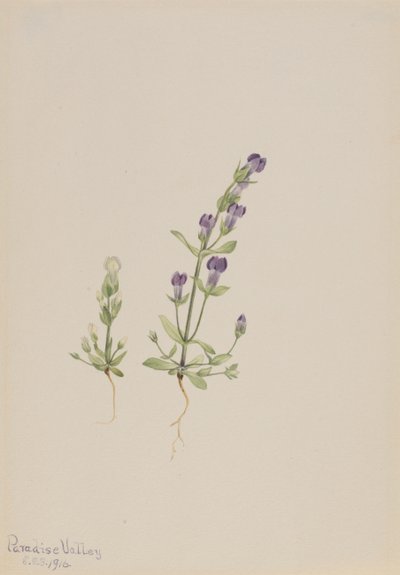 Gentiana propingua, 1916 de Mary Vaux Walcott