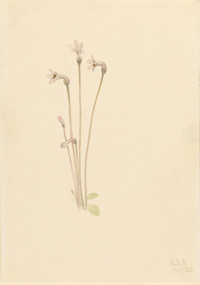 Thalesia uniflora (Thalesia uniflora) de Mary Vaux Walcott