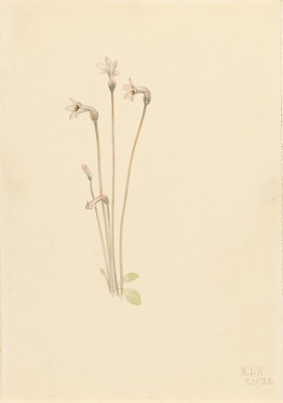 Pipa fantasma Thalesia uniflora, 1920 de Mary Vaux Walcott