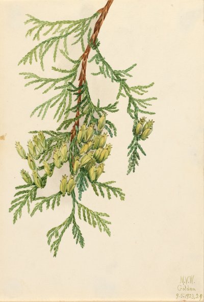 Thuja plicata, 1923 de Mary Vaux Walcott