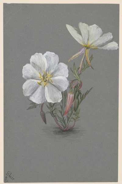 Heléboro gigante (Epipactia gigantea) de Mary Vaux Walcott