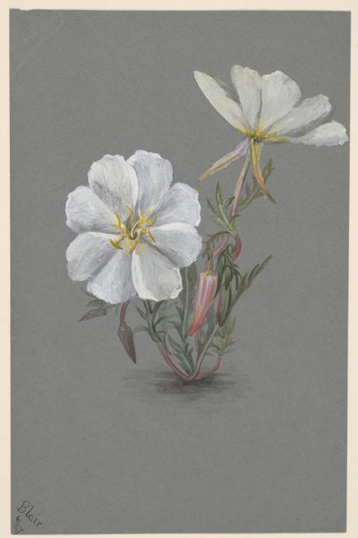 Helleborine gigante Epipactia gigantea, ca. 1880 de Mary Vaux Walcott