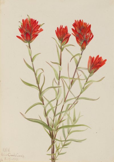 Pincel rojo gigante (Castilleja miniata) de Mary Vaux Walcott